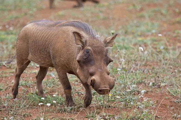 Warthog na savana — Fotografia de Stock