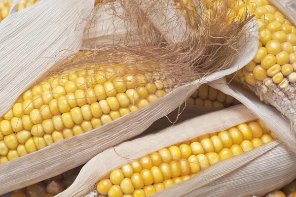 A lot of dried corn ears — Stock Photo, Image