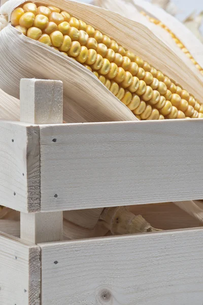 Caja de madera con mazorcas de maíz —  Fotos de Stock