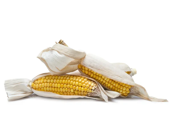 Corn ears on a white background — Stock Photo, Image