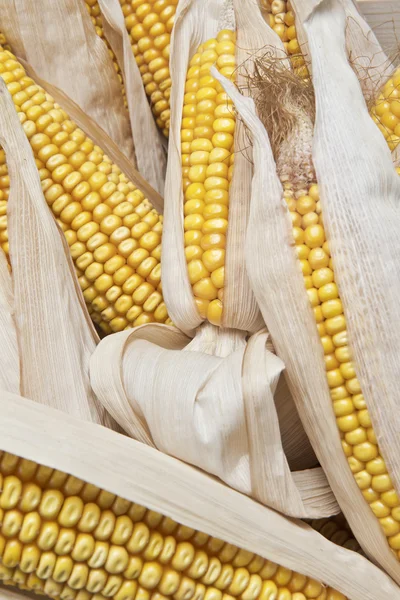 Corn ears on a white background — Stock Photo, Image