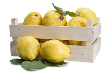 Crate with quinces