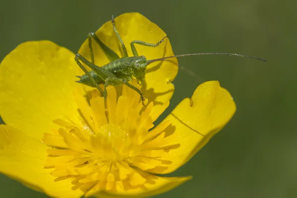 A buttercup a tücsök — Stock Fotó