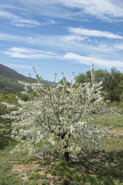 çiçekli kiraz ağaçları.