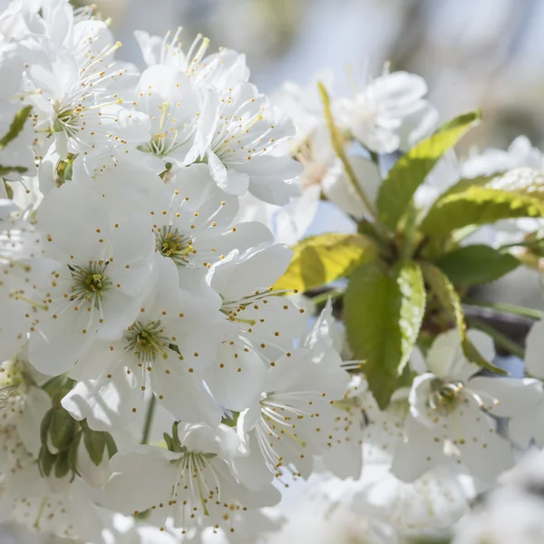 Flowering cherry trees. — Stock Photo, Image