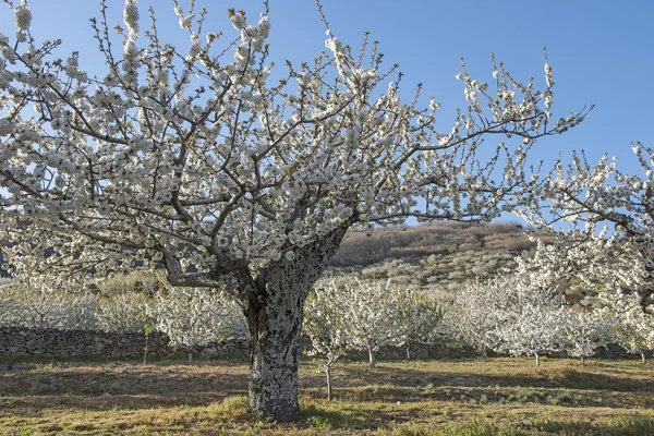 Flowering cherry trees. — Stock Photo, Image