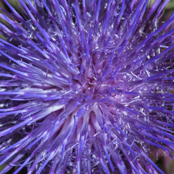 Thistle — Stock Photo, Image