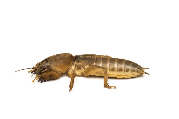 Mole cricket