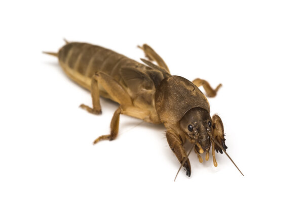 Mole cricket