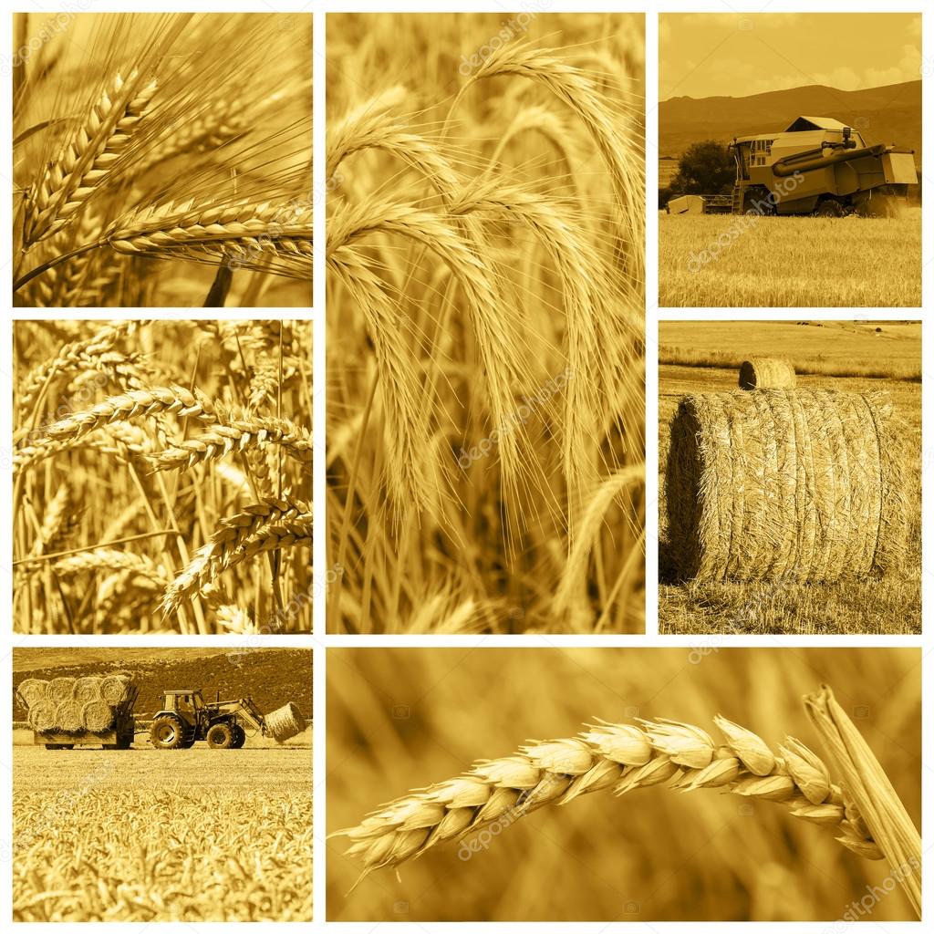 Pictures cereal crops Cereal crops and harvest — Stock Photo