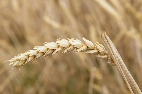 Cereals crop — Stock Photo, Image