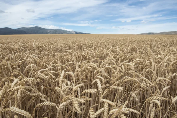穀物作物 — ストック写真
