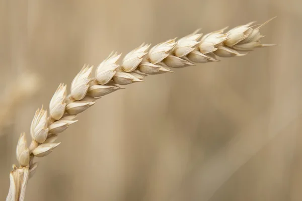 Getreideernte — Stockfoto