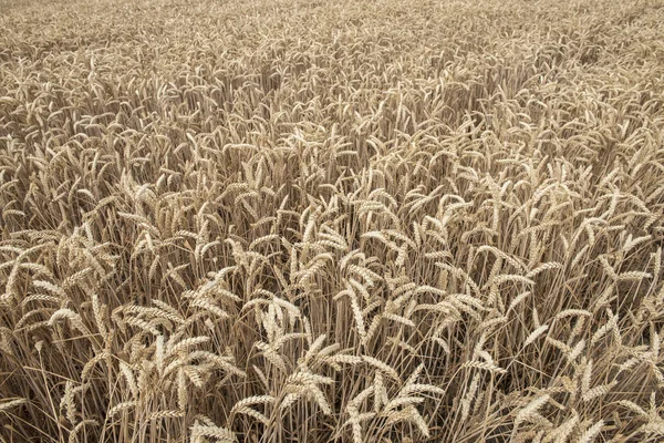 Зерновые культуры — стоковое фото