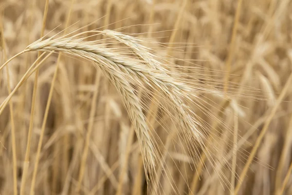 Cereals crop — Stock Photo, Image