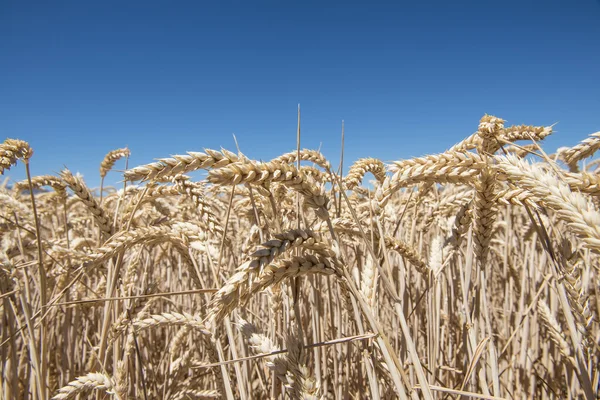 Cereals crop — Stock Photo, Image