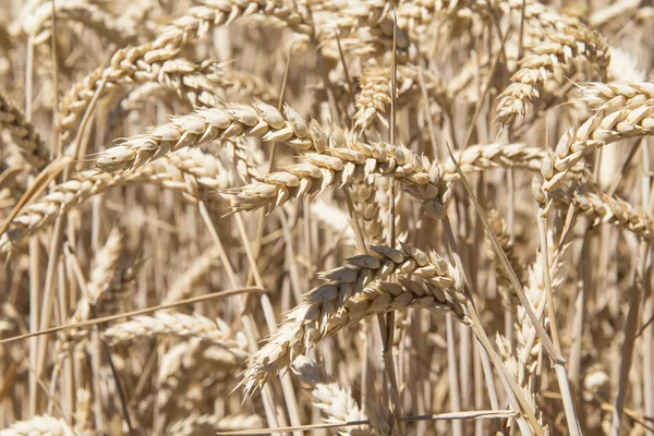 Cereals crop — Stock Photo, Image