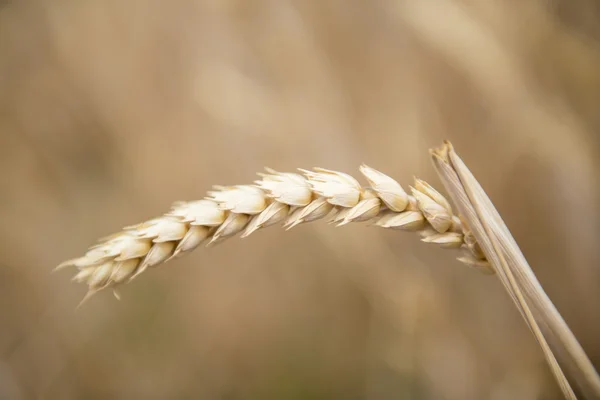 Spannmål gröda — Stockfoto