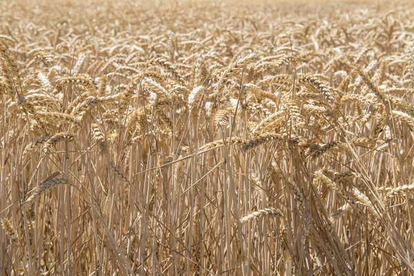 Getreideernte — Stockfoto