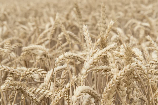 Cereals crop — Stock Photo, Image