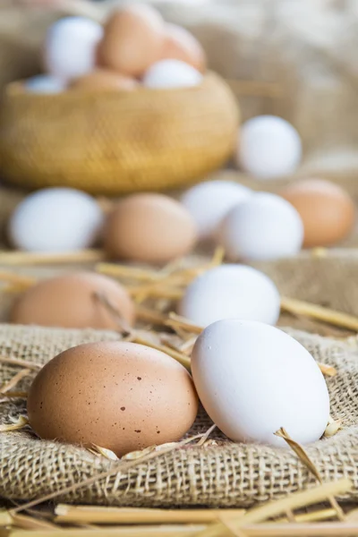 Färska frigående ägg — Stockfoto