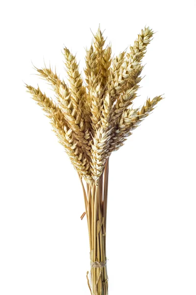 Weizenähren — Stockfoto