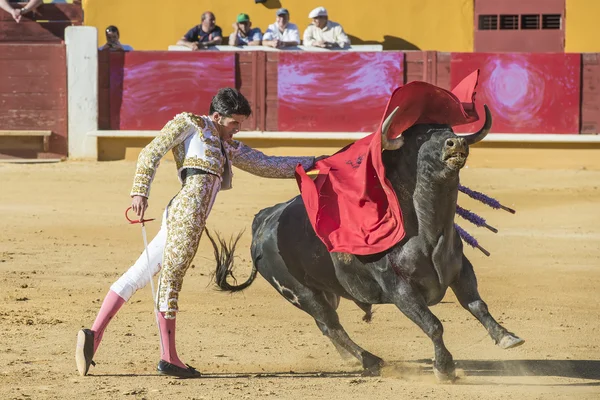 Alejandro Talavante luchando en Ávila — Foto de Stock