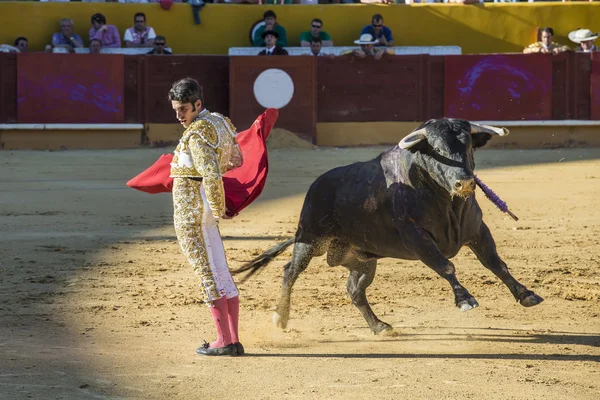 Alejandro Talavante fighting in Avila — Stock Photo, Image