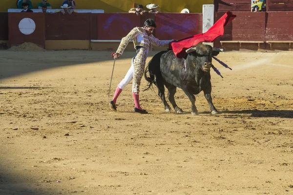 Alejandro talavante striderna i Ávila — Stockfoto