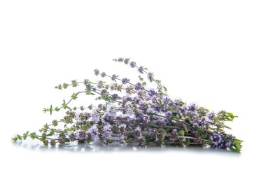 beyaz izole penniroyal veya mentha pulegium otlar