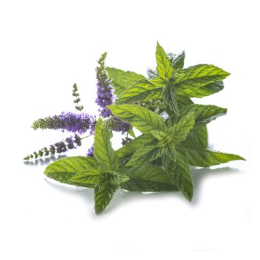 nane yaprakları ve çiçekleri beyaz zemin üzerine izole