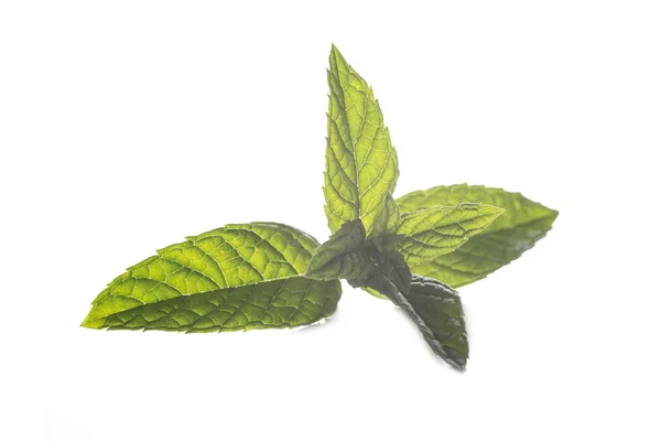 Mint leaf isolated on a white background — Stock Photo, Image