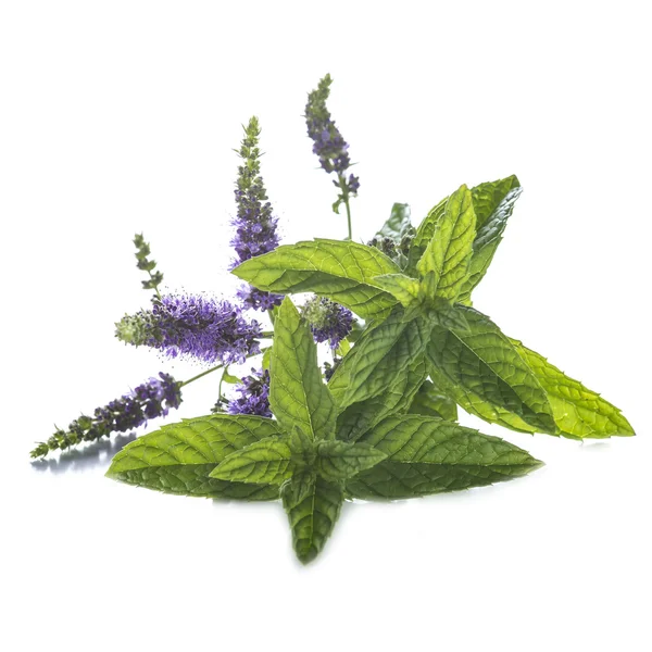 nane yaprakları ve çiçekleri beyaz zemin üzerine izole