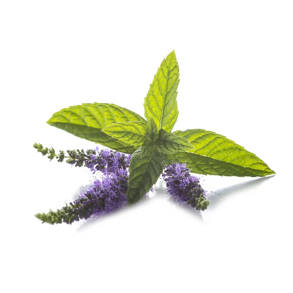 Hojas de menta y flores aisladas sobre fondo blanco — Foto de Stock