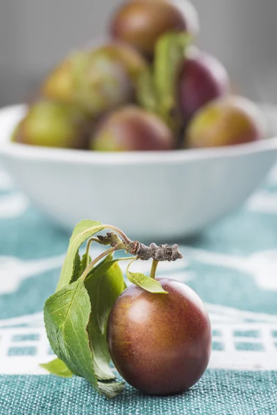 Closeup from ecological plums — Stock Photo, Image