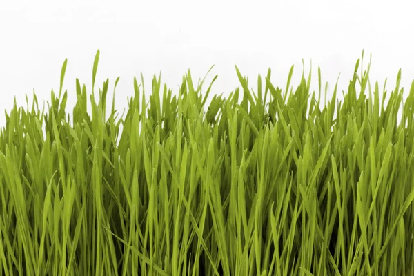 Gras — Stockfoto