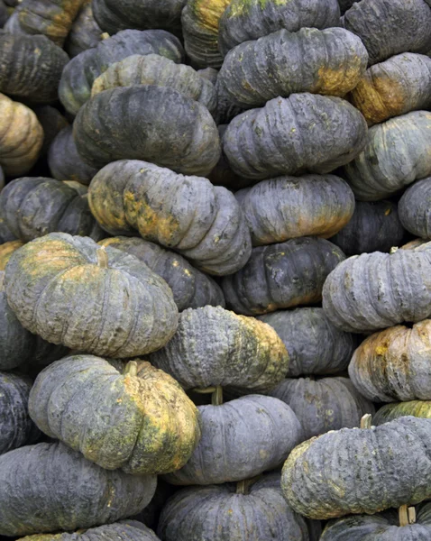 Calabazas — Foto de Stock