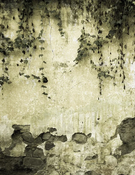 古い植民地壁のツタ — ストック写真