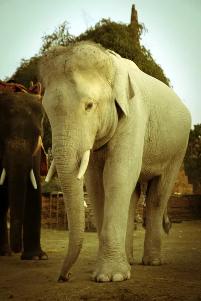 White elephant — Stock Photo, Image