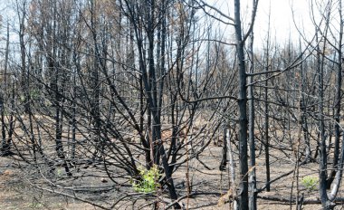 Orman yangınından sonra