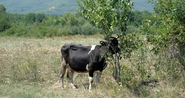 Ko bete på fältet — Stockfoto