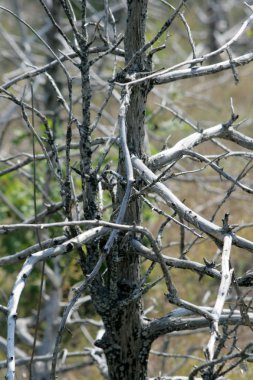 Sonra orman yangını