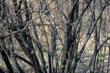 Sonra orman yangını