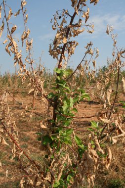 Yeniden oluşturma tamamlandıktan sonra vahşi ateş