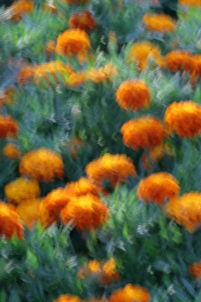 Flores, borrosas — Foto de Stock