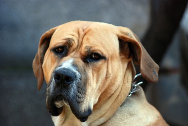 yaşlı ve üzgün köpek