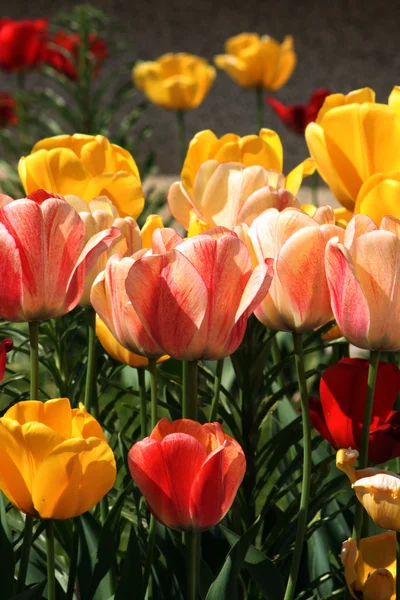 Tulpen aus nächster Nähe — Stockfoto