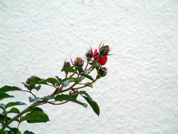 Rose against the wall — Stock Photo, Image