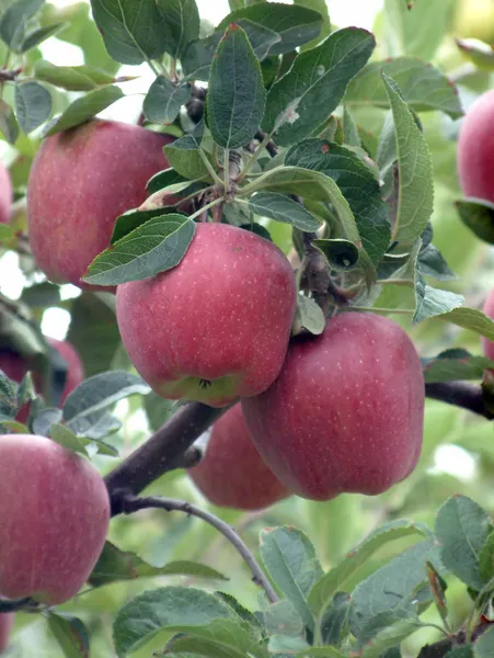 Φρέσκα κόκκινα νόστιμα μήλα — Φωτογραφία Αρχείου