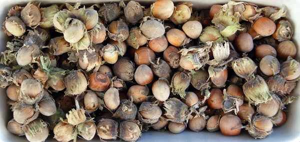 Organické lískové ořechy pozadí — Stock fotografie